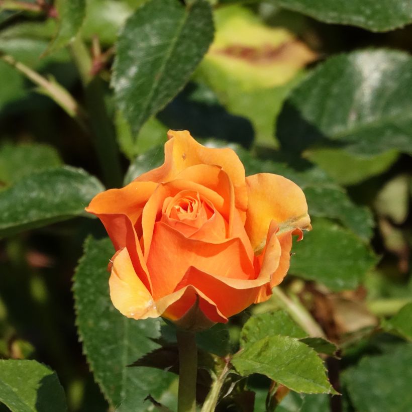 Rosa Disting'O Orange - Rosa rampicante (Fioritura)