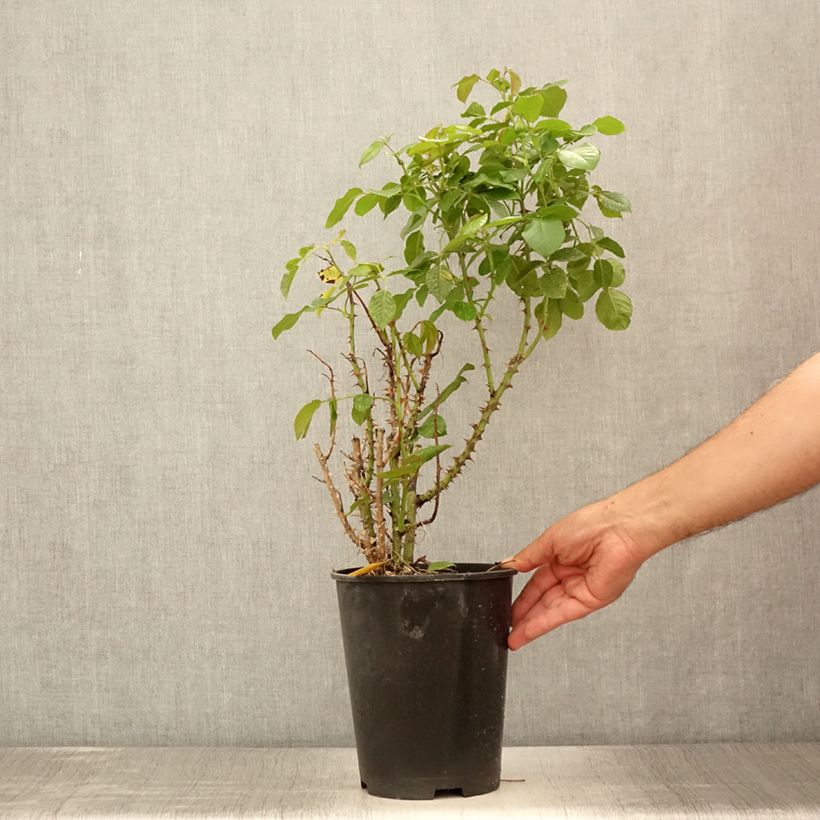 Example of Rosa Disting'O Orange - Rosa rampicante Vaso da 4L/5L as you get in ete