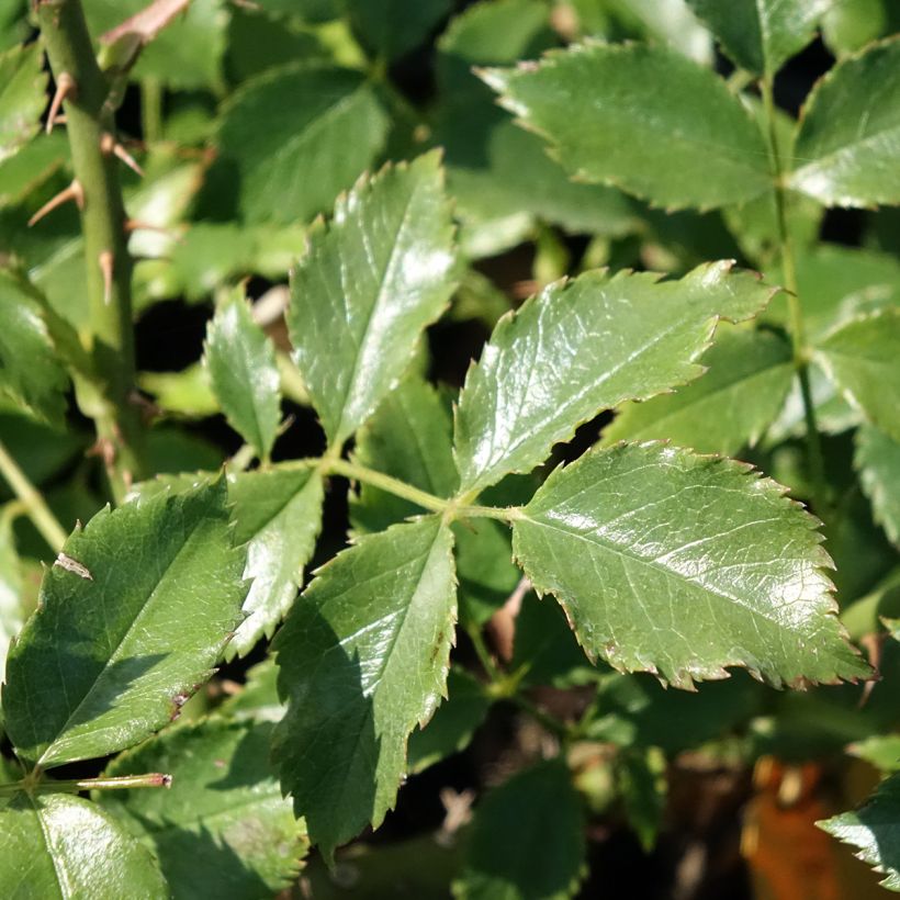 Rosa rampicante Dortmund (Foliage)