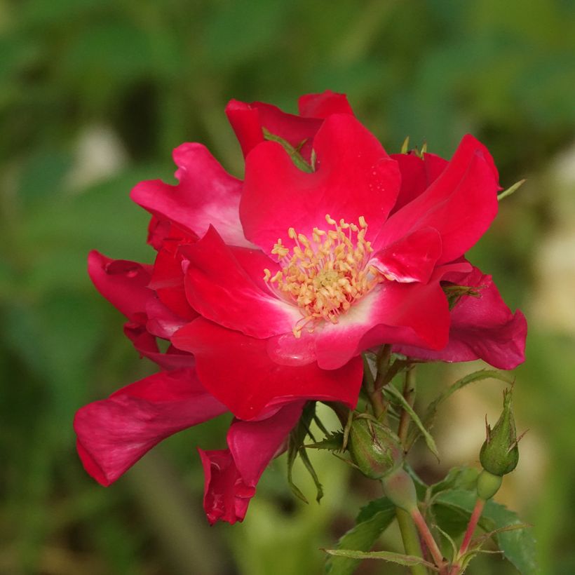 Rosa rampicante Dortmund (Fioritura)