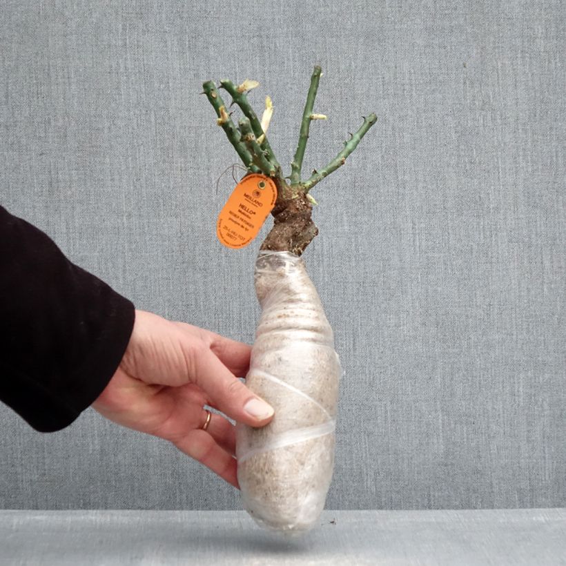 Example of Rosa rampicante Edith Piaf Zolla a radice nuda as you get in hiver