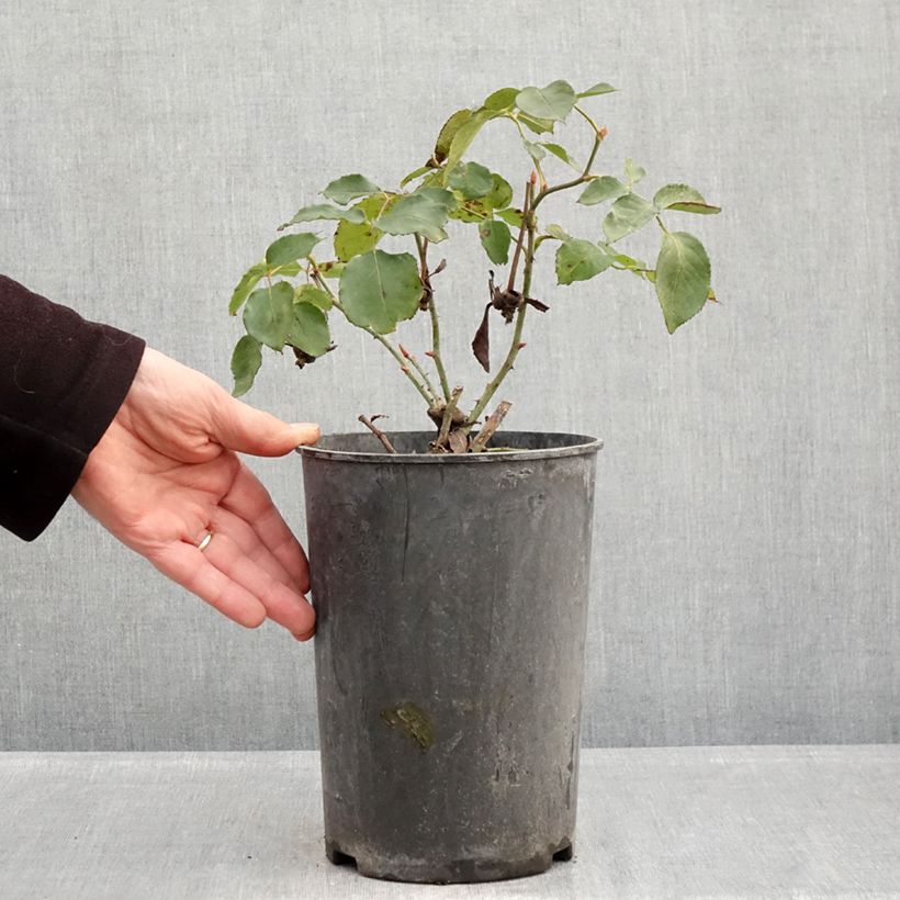 Rosa rampicante Etoile de Hollande Vaso da 4L/5L esemplare consegnato in inverno