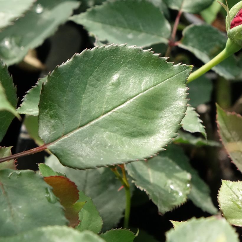 Rosa rampicante Etoile de Hollande (Fogliame)