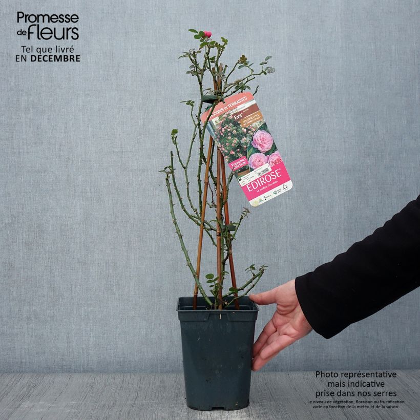 Esemplare di Rosier grimpant Starlet Rose Eva Pot de 4L/5L come consegnato in autunno