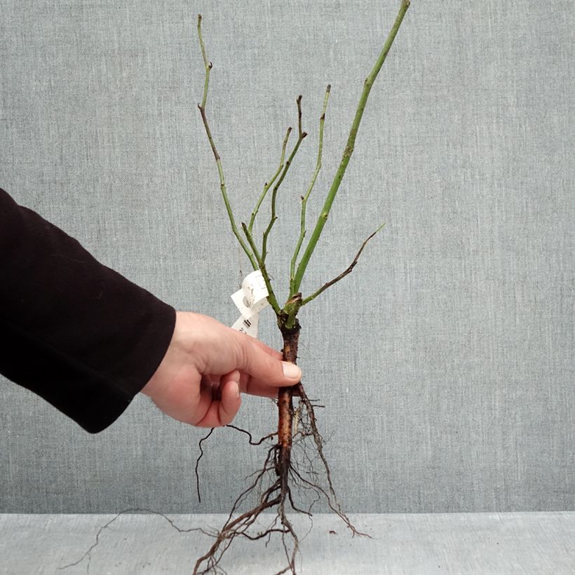 Example of Rosa rampicante Climbing Iceberg Piante piccole a radice nuda as you get in hiver