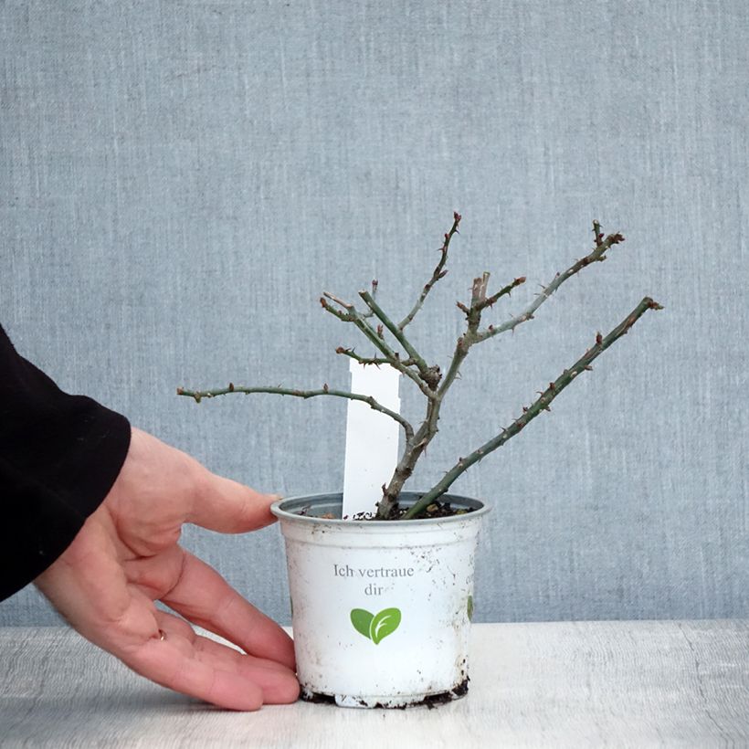 Rosier grimpant Florentina Pot de 10 cm/11cm, Issu de bouture esemplare consegnato in inverno