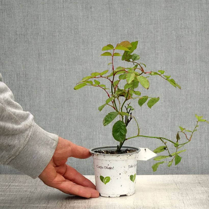 Example of Rosa rampicante Florentina Vaso da Ø 10 cm/11 cm as you get in printemps