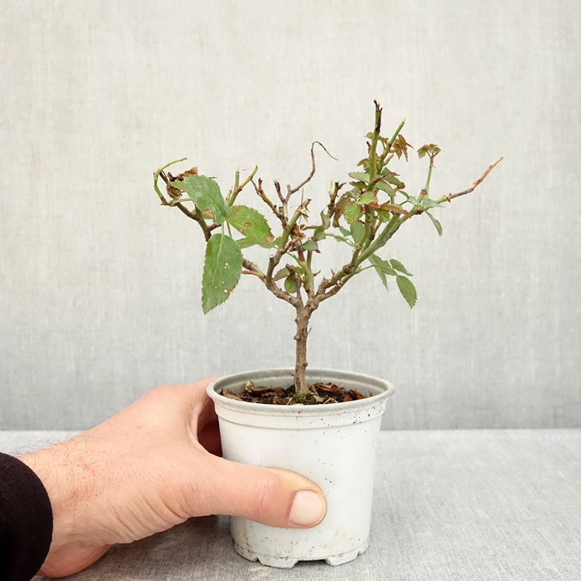 Esemplare di Rosa rampicante Florentina Vaso da Ø 10 cm/11 cm come consegnato in autunno