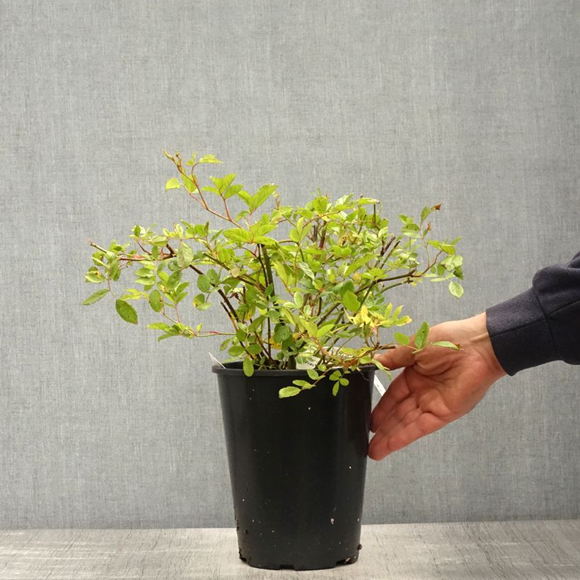 Example of Rosa rampicante Frau Eva Schubert Vaso da 4L/5L as you get in printemps