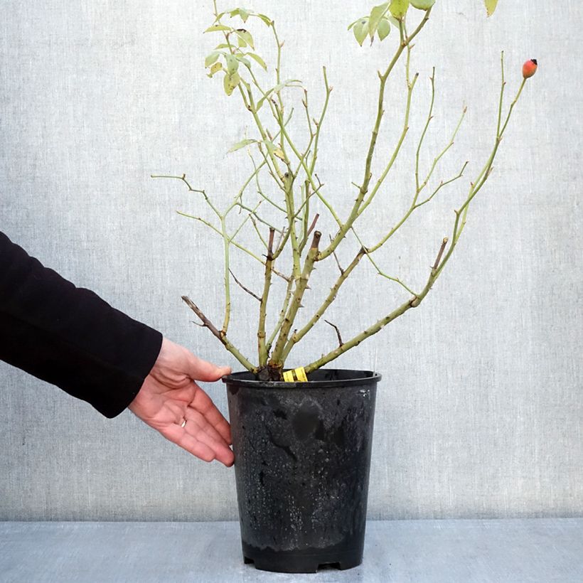 Example of Rosa rampicante Fregate Vaso da 4L/5L as you get in hiver