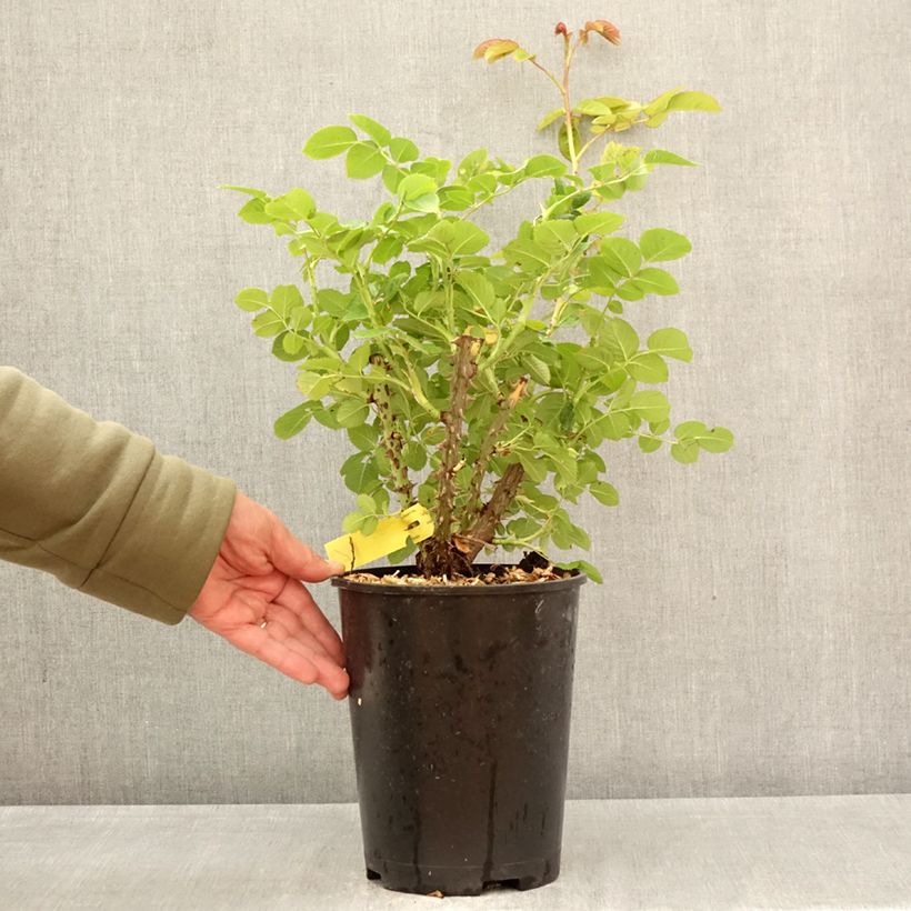 Rosa rampicante Fregate Vaso da 4L/5L esemplare consegnato in primavera