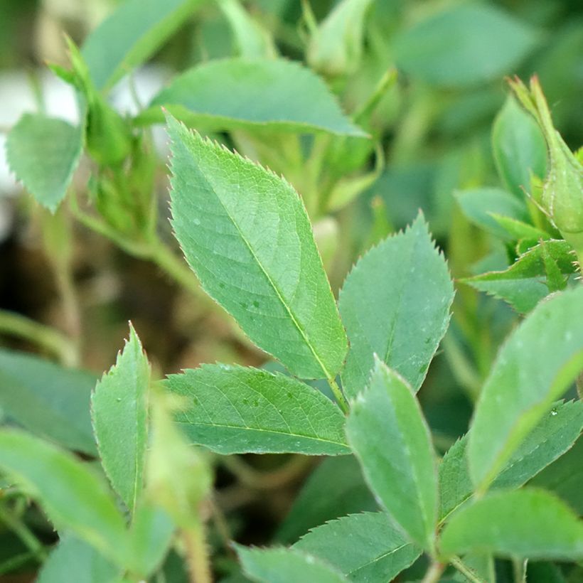 Rosa rampicante Golden Age (Fogliame)