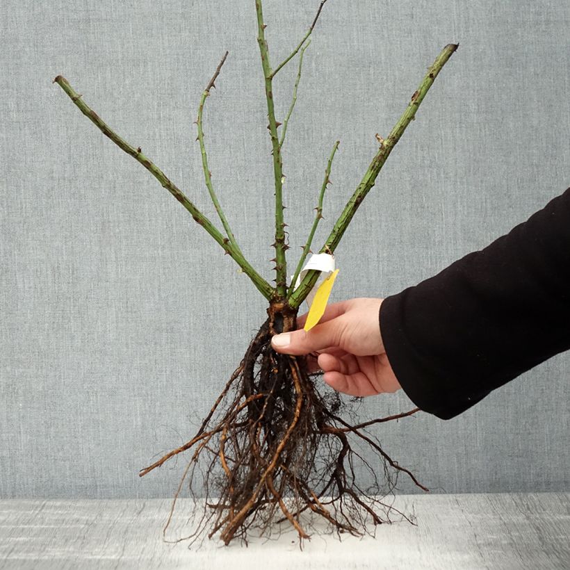 Example of Rosa rampicante Golden Gate Piante piccole a radice nuda as you get in hiver