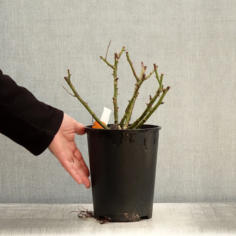 Example of Rosa rampicante Golden Pareo Meipiyou Vaso da 4L/5L as you get in hiver