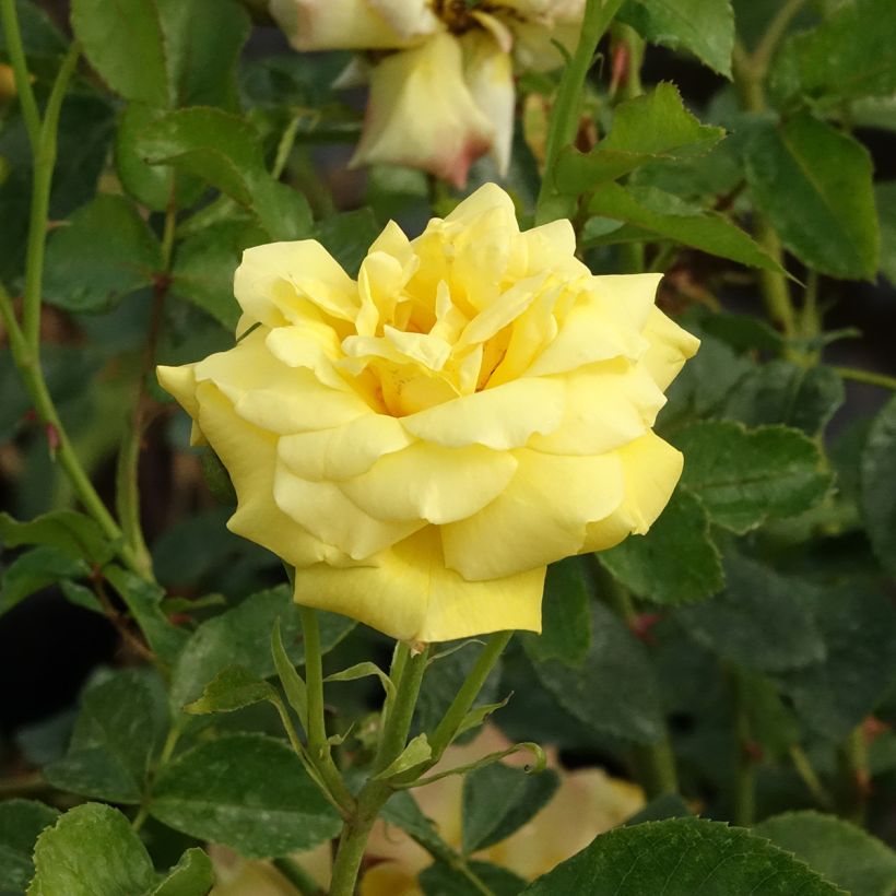 Rosa rampicante Goldfassade (Fioritura)