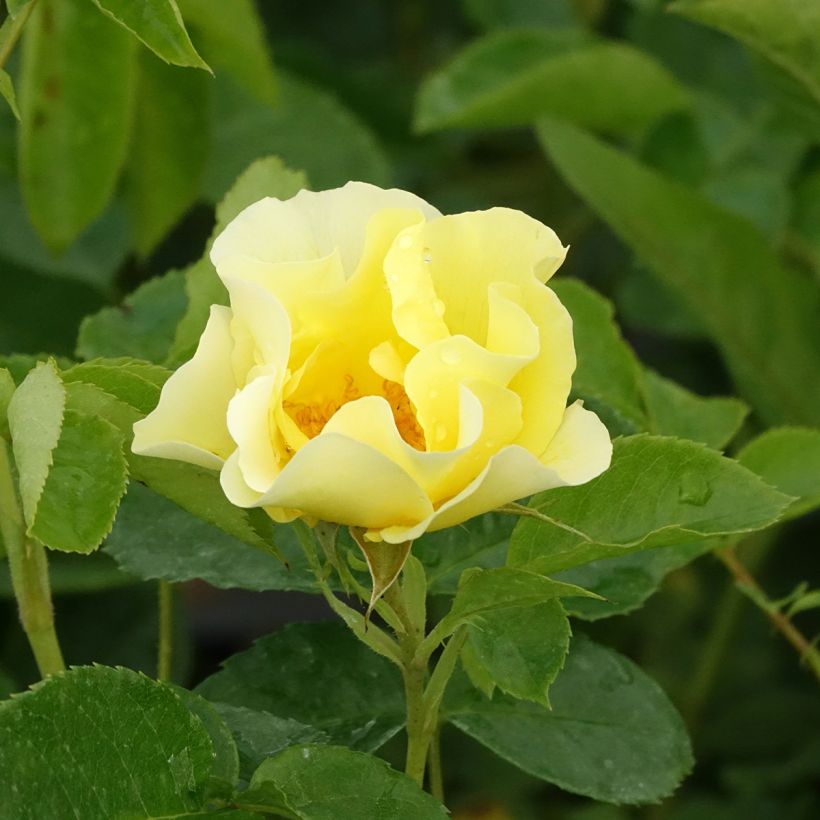 Rosa rampicante Happiness (Fioritura)