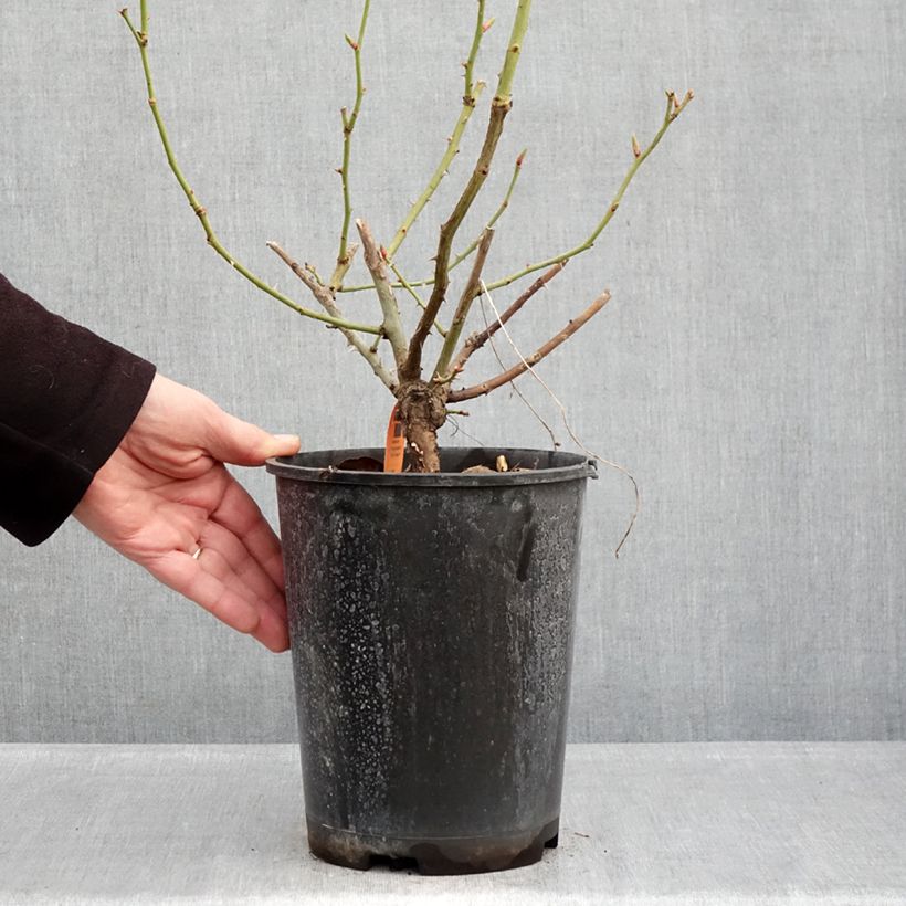 Rosa rampicante Happiness Vaso da 4L/5L esemplare consegnato in inverno