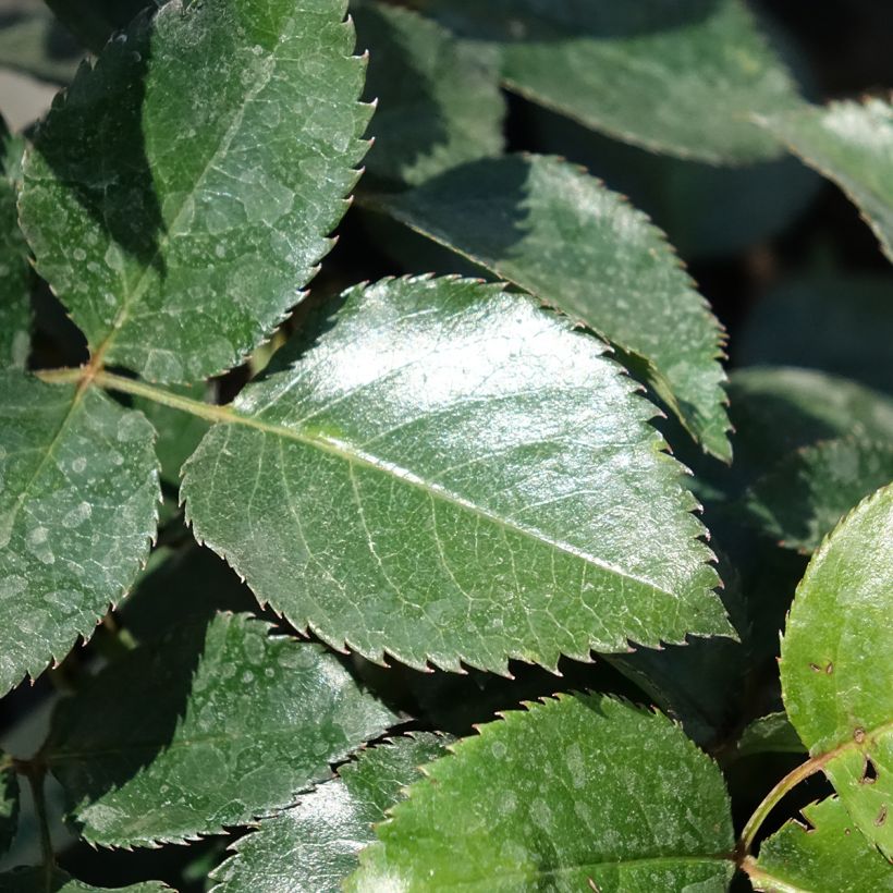 Rosa Red Flame - Rosa rampicante (Foliage)
