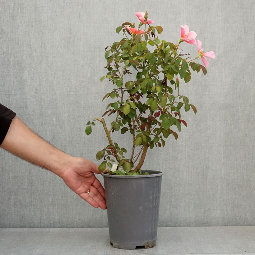 Esemplare di Rosa moscata Lens Flair - Rosa moscata rampicante Vaso da 4L/5L consegnato in estate