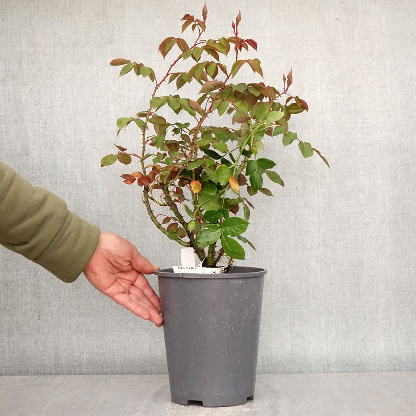 Rosa moscata Lens Flair - Rosa moscata rampicante Vaso da 4L/5L esemplare consegnato in primavera