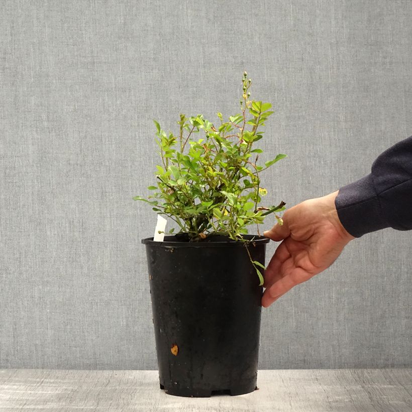 Example of Rosa rampicante Libertas Vaso da 4L/5L as you get in printemps