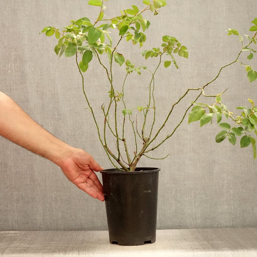 Esemplare di Rosa wichuraiana May Queen - Rosa rampicante Vaso da 4L/5L consegnato in estate
