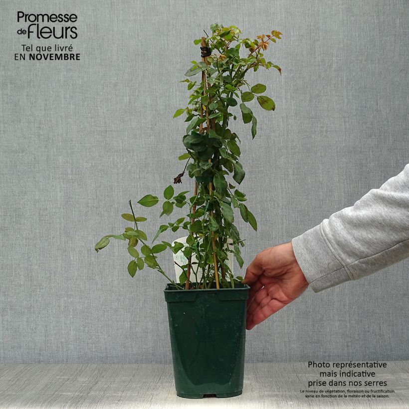 Esemplare di Rosier grimpant Starlet Rose Natalie Pot de 3L/4L come consegnato in autunno