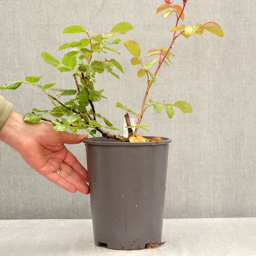 Rosa rampicante Negresco Vaso da 4L/5L esemplare consegnato in primavera