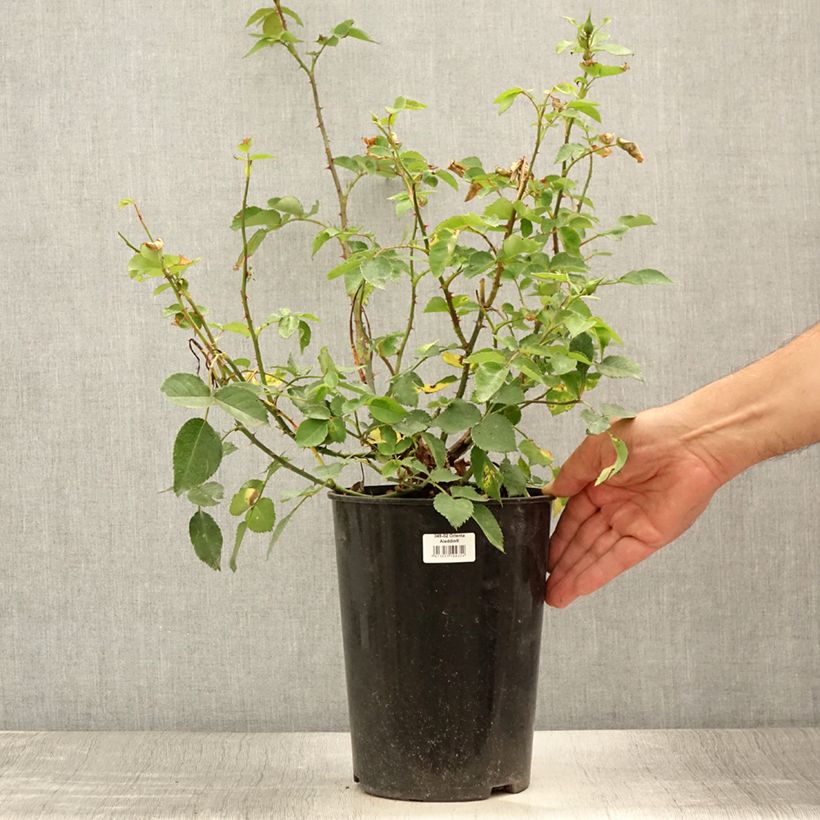 Esemplare di Rosa rampicante Orienta Aladdin Vaso da 4L/5L consegnato in estate