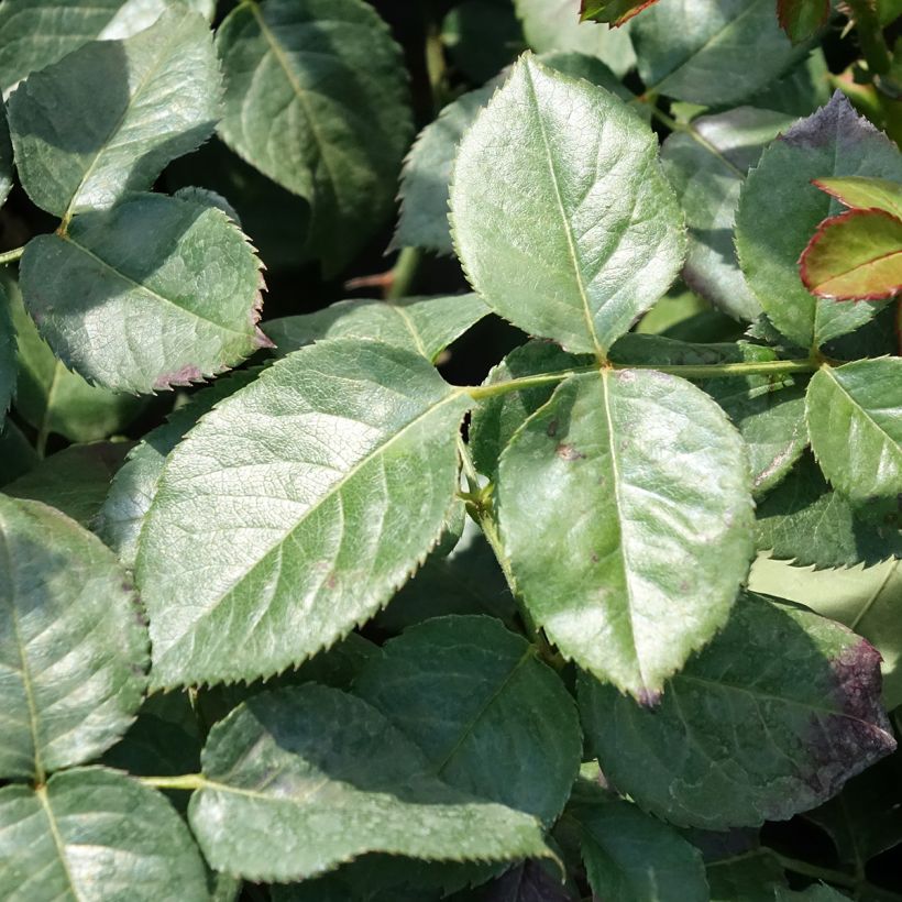 Rosa rampicante Oriental Peace (Foliage)
