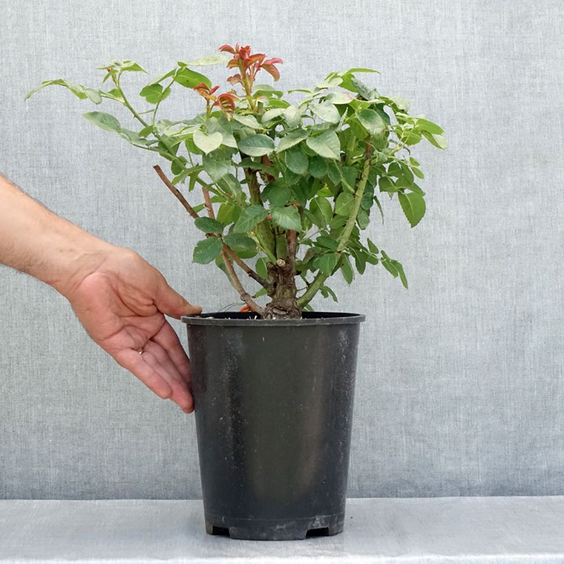 Esemplare di Rosa rampicante Oriental Peace Vaso da 4L/5L consegnato in estate