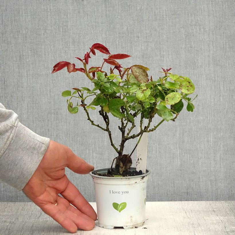 Example of Rosa rampicante Palais Royal Vaso da Ø 10 cm/11 cm as you get in printemps