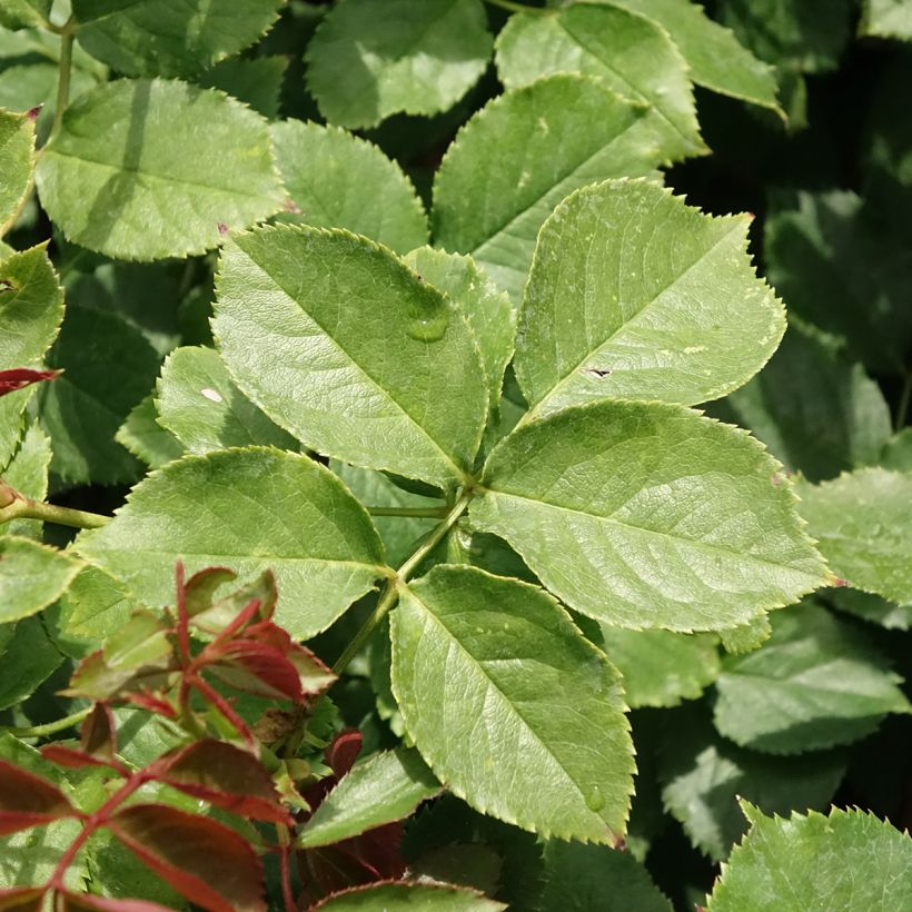 Rosa rampicante Palais Royal (Foliage)
