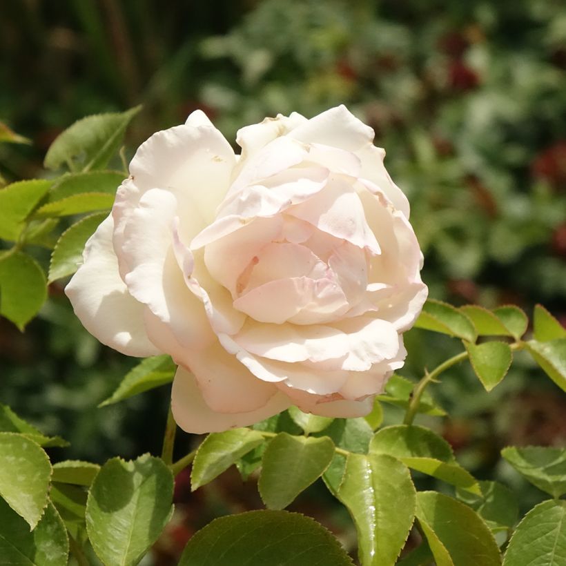 Rosa rampicante Palais Royal (Flowering)