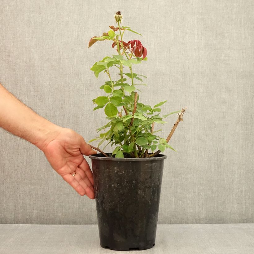 Example of Rosa rampicante Palais Royal Vaso da 4L/5L as you get in ete