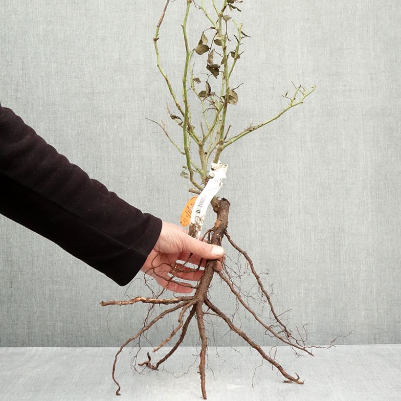 Example of Rosa rampicante Palais Royal Piante piccole a radice nuda as you get in hiver