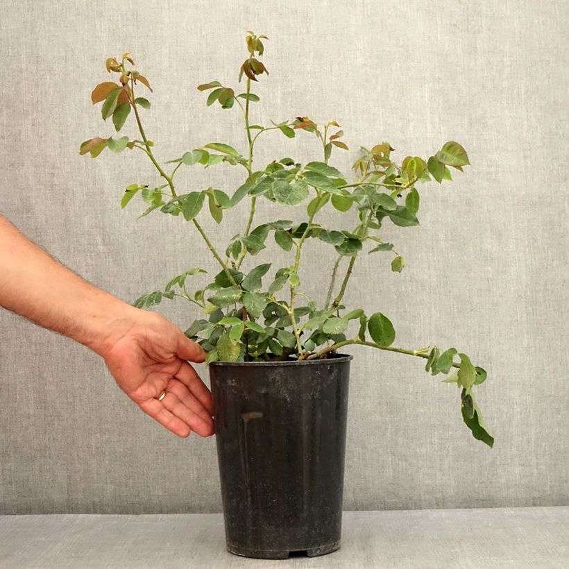 Esemplare di Rosa Paul's Lemon Pillar - Rosa rampicante Vaso da 4L/5L consegnato in estate