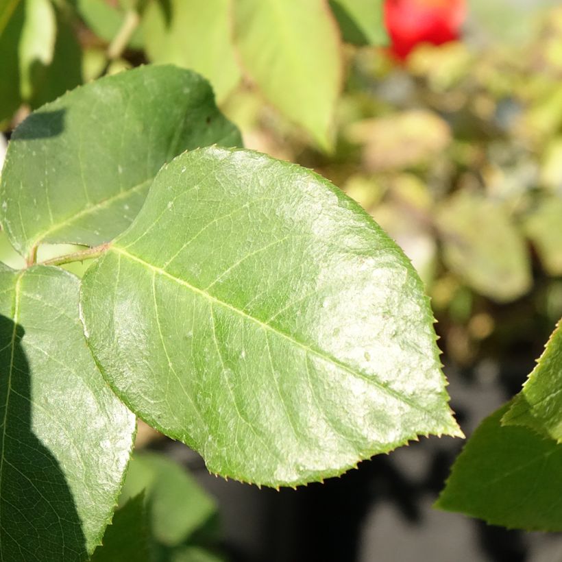Rosa Paul's Lemon Pillar - Rosa rampicante (Fogliame)