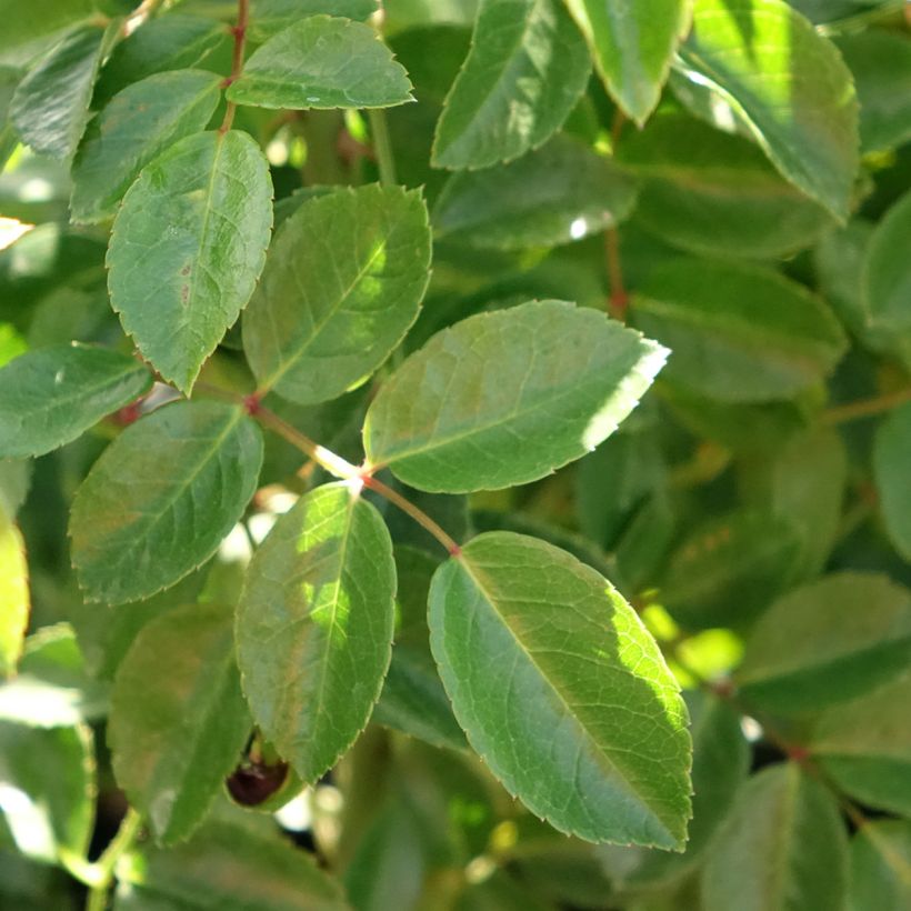 Rosa wichuraiana Paul Transon - Rosa rampicante (Fogliame)