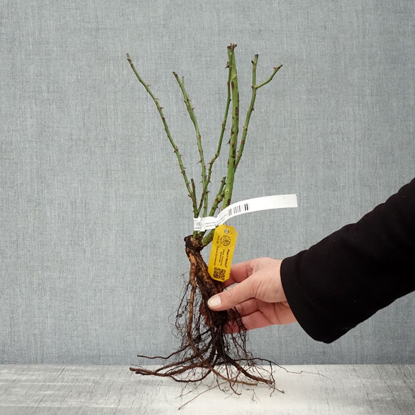 Example of Rosa rampicante Peach Melba Piante piccole a radice nuda as you get in hiver