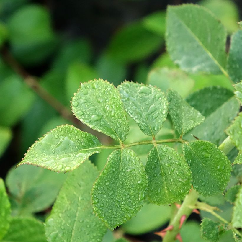 Rosa rampicante Peach Melba (Foliage)