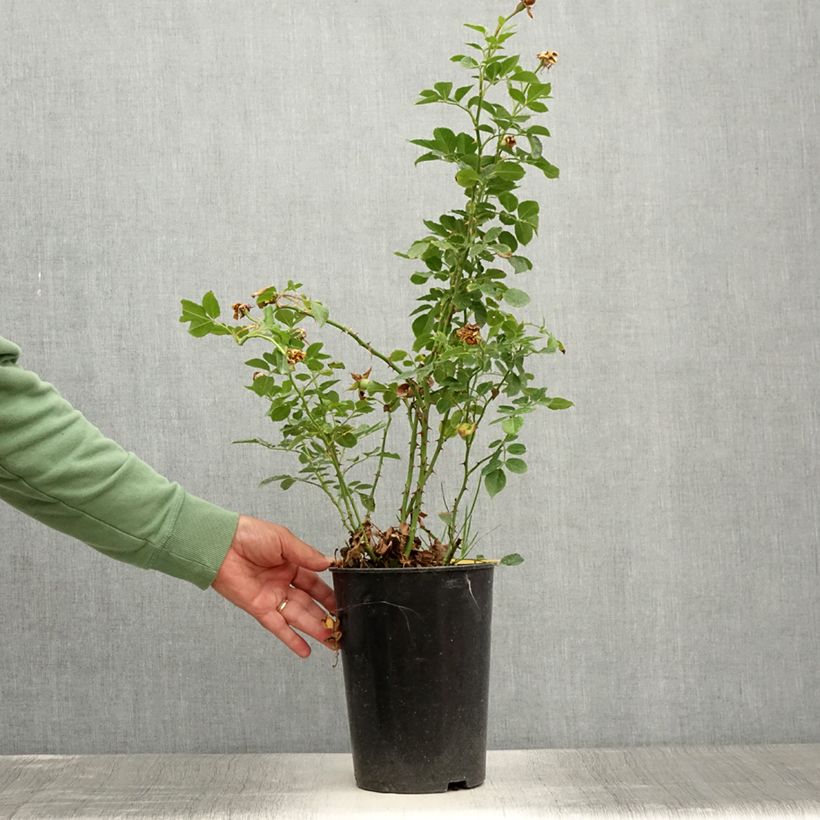 Example of Rosa rampicante Peach Melba Vaso da 4L/5L as you get in ete