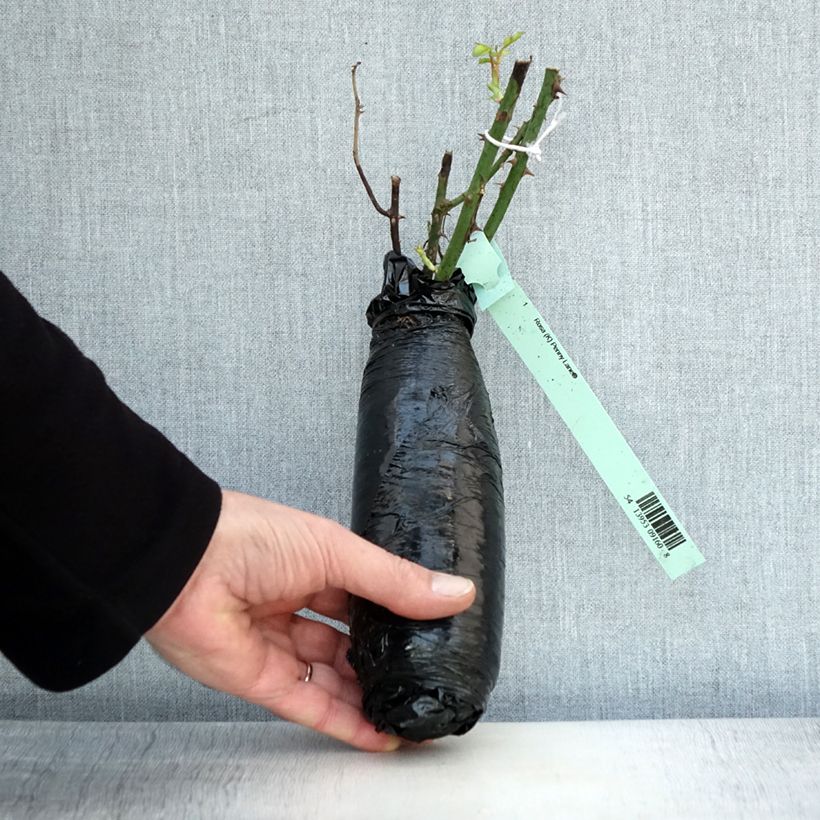 Rosa rampicante Penny Lane Zolla a radice nuda esemplare consegnato in inverno