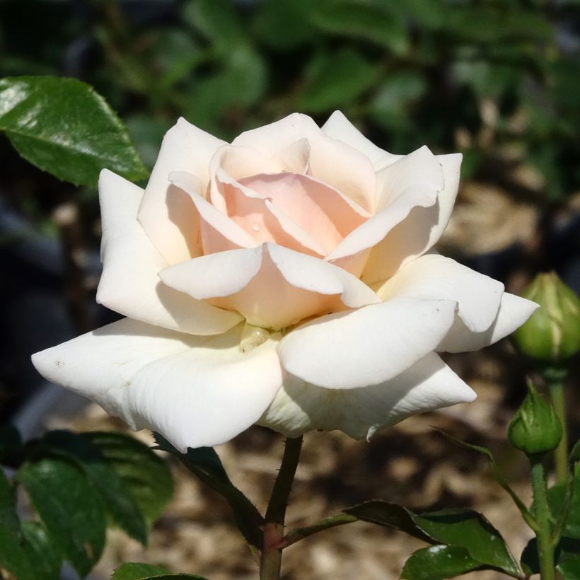 Rosa rampicante Penny Lane (Fioritura)