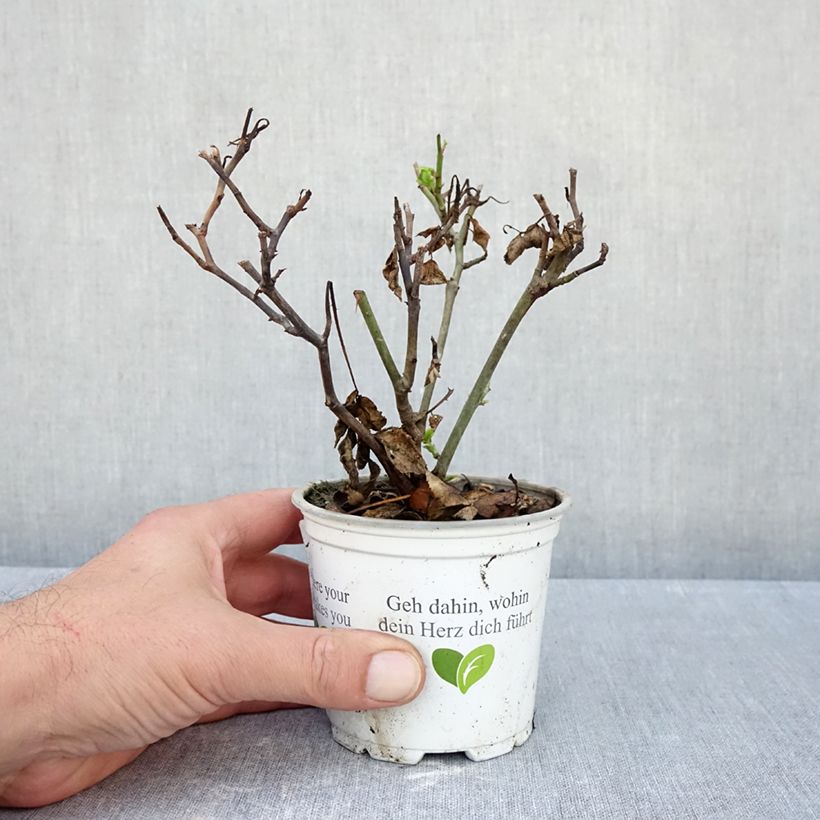Esemplare di Rosa rampicante Pierre de Ronsard Vaso da Ø 10 cm/11 cm come consegnato in autunno