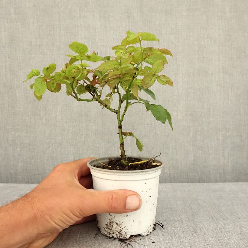 Example of Rosa rampicante Pierre de Ronsard Vaso da Ø 10 cm/11 cm as you get in ete