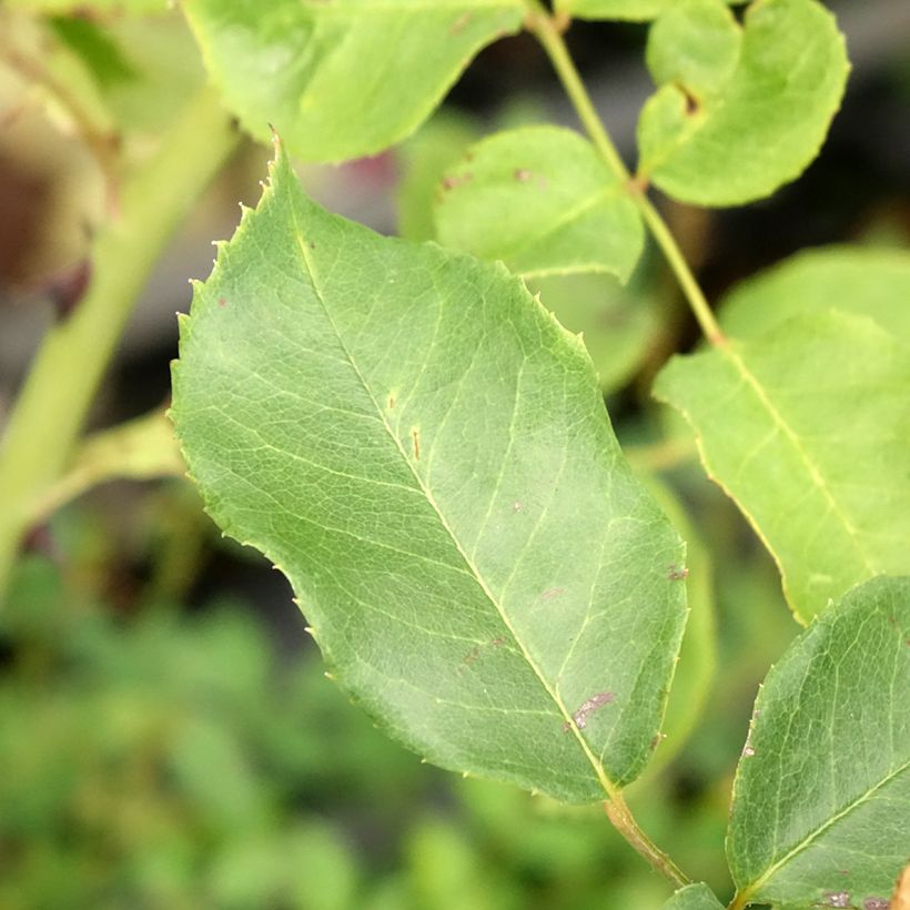 Rosa rampicante Pink Cloud (Foliage)