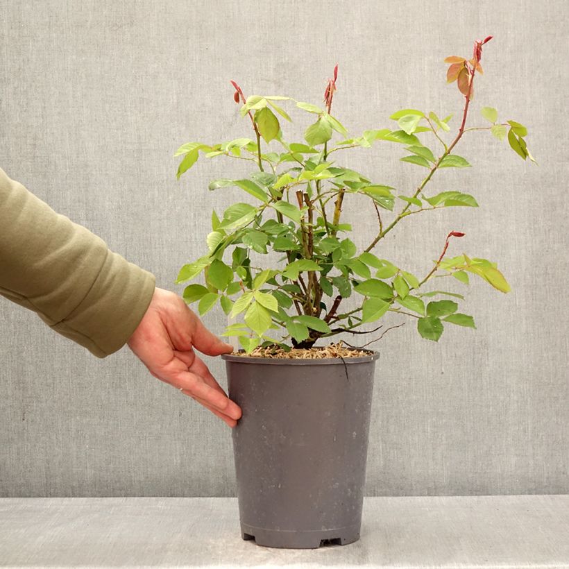 Rosa Roi de Siam - Rosa rampicante Vaso da 4L/5L esemplare consegnato in primavera