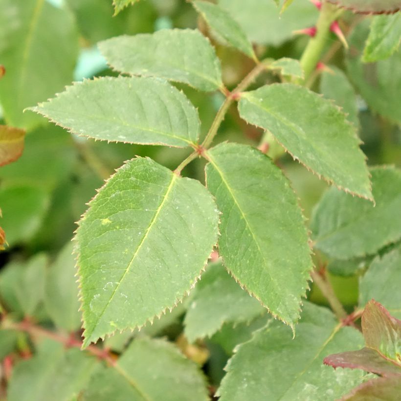 Rosa rampicante Klettermaxe (Foliage)