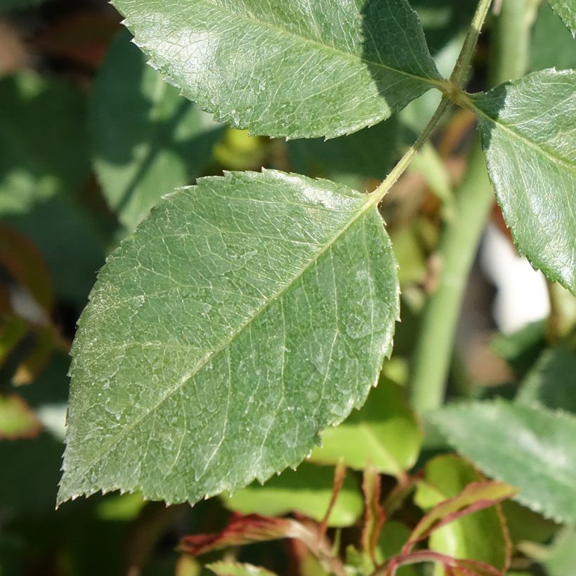 Rosa rampicante Sabrina (Fogliame)